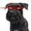 ClydeCryptoDog
